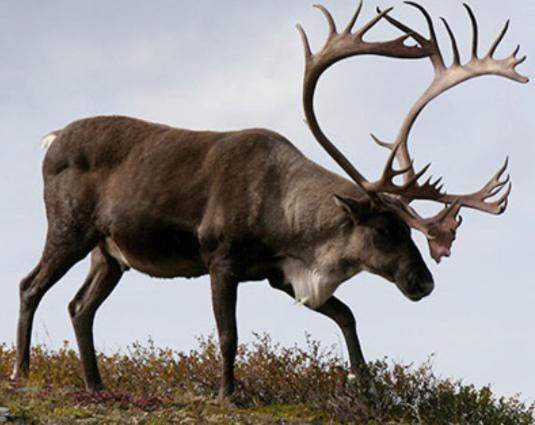 Repvag Overnatting Nordkapp Exteriér fotografie